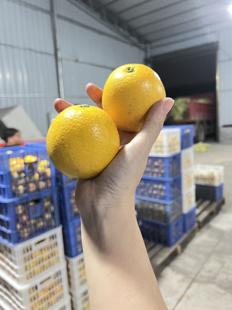 永兴冰糖橙