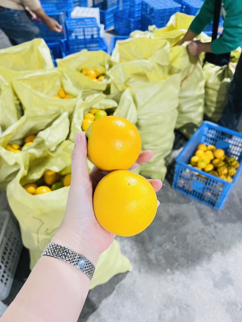 永兴冰糖橙