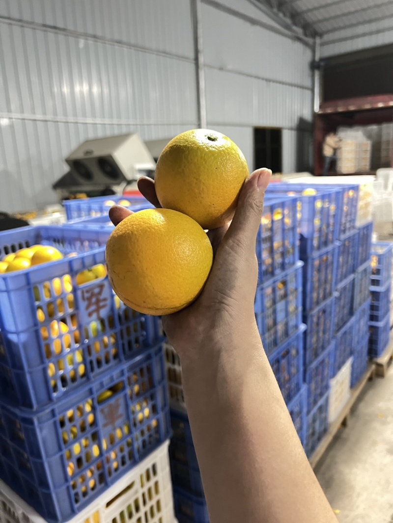 永兴冰糖橙