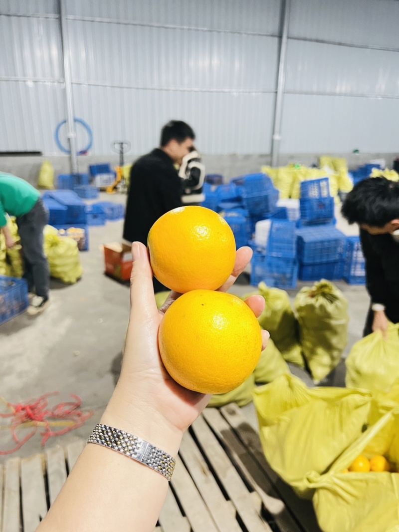 永兴冰糖橙