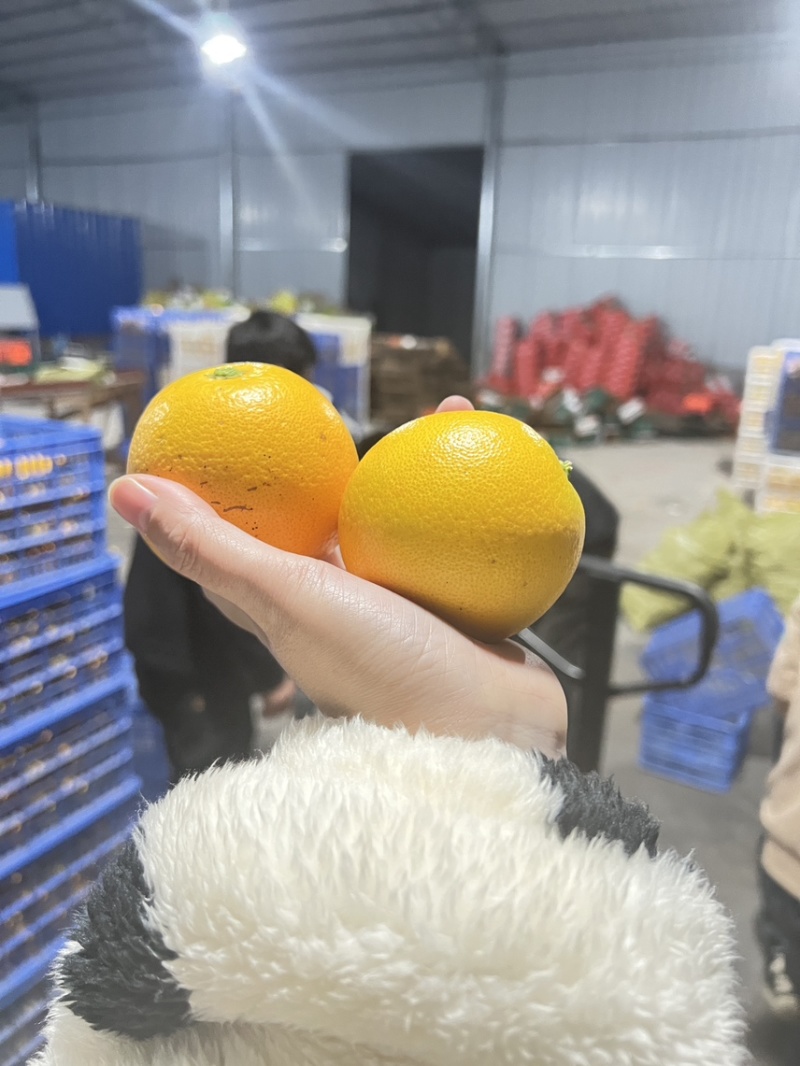 永兴冰糖橙