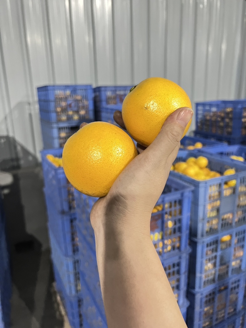 永兴冰糖橙