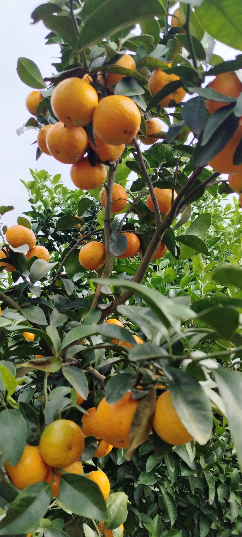 广西沙糖桔