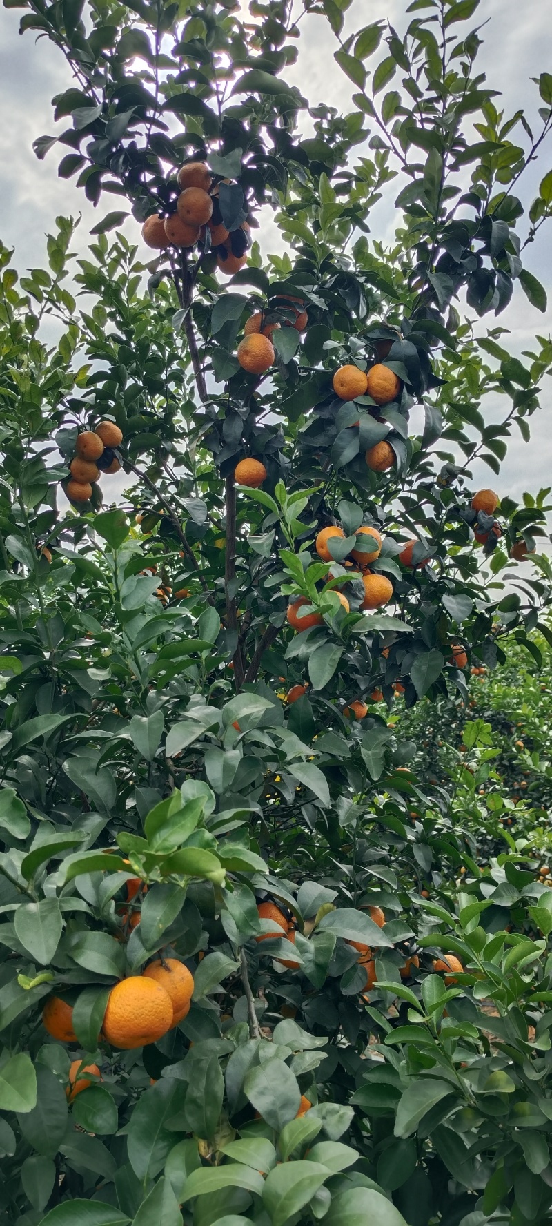 广西沙糖桔