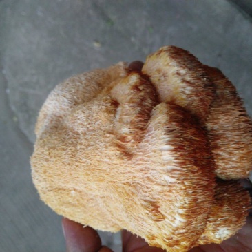 精品大猴头菇东北猴头菇批发