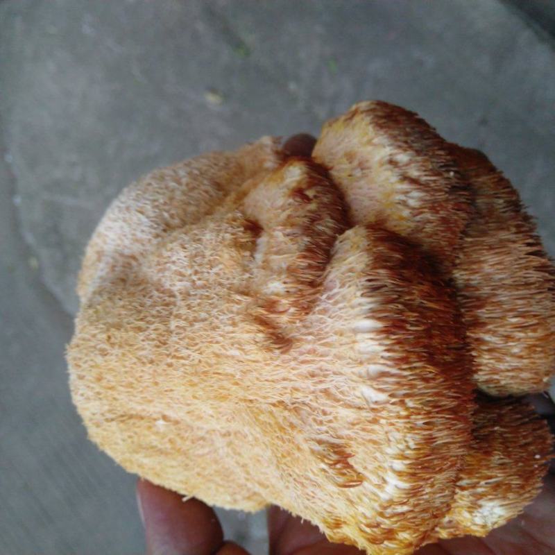 精品大猴头菇东北猴头菇批发