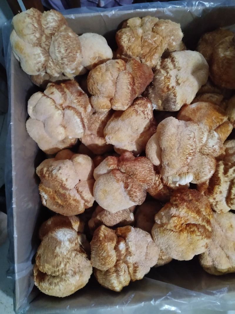 精品大猴头菇东北猴头菇批发