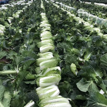 山东大白菜，价格优惠，一天一大车，