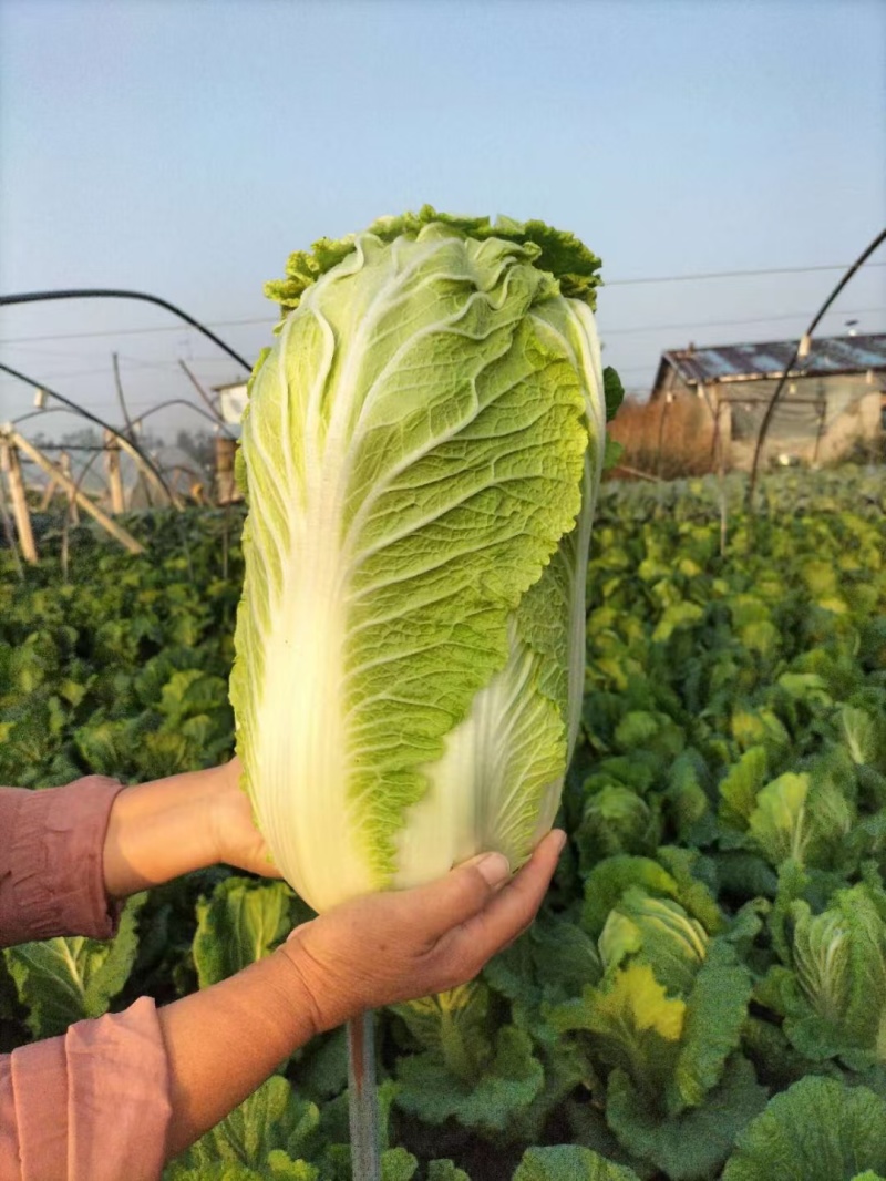 山东大白菜，价格优惠，一天一大车，