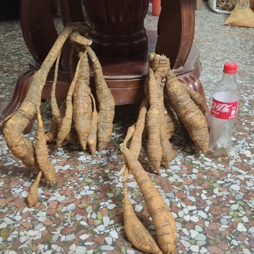 野生牛大力，老牛20年