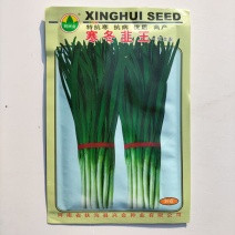 寒冬韭王韭菜种子特耐寒韭菜籽可多次采收四季播阳台盆栽蔬菜