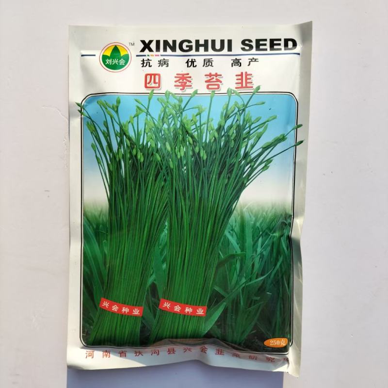 四季苔韭王高产抗病不休眠四季韭苔种子耐寒不休眠多