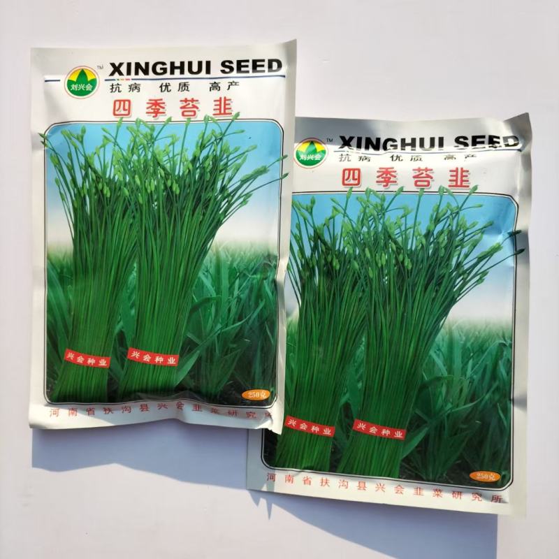四季苔韭王高产抗病不休眠四季韭苔种子耐寒不休眠多