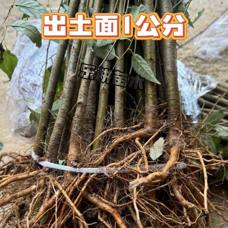 樱桃苗枕木苗木大青叶大樱桃苗