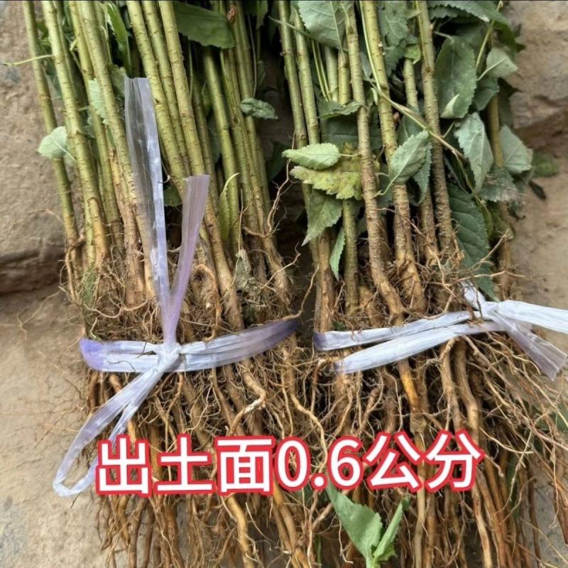 樱桃苗枕木苗木大青叶大樱桃苗