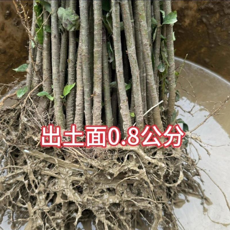 樱桃苗枕木苗木大青叶大樱桃苗