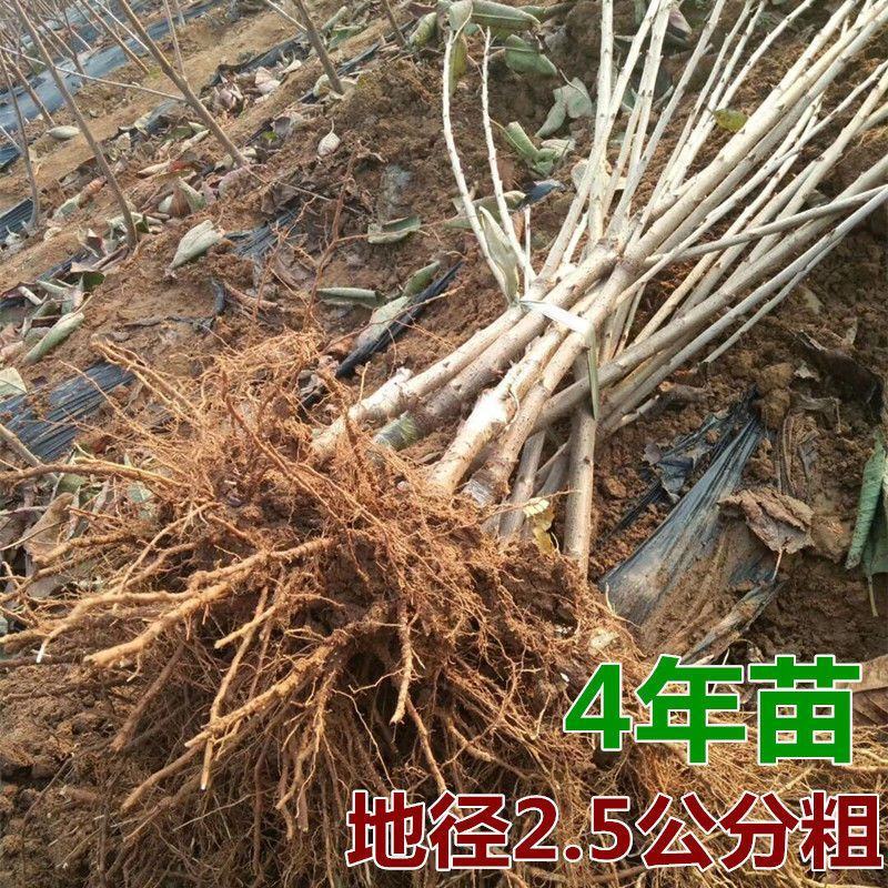 樱桃苗枕木苗木大青叶大樱桃苗