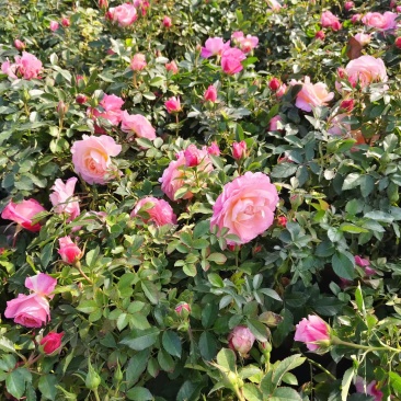 丰花月季，庭院种植
