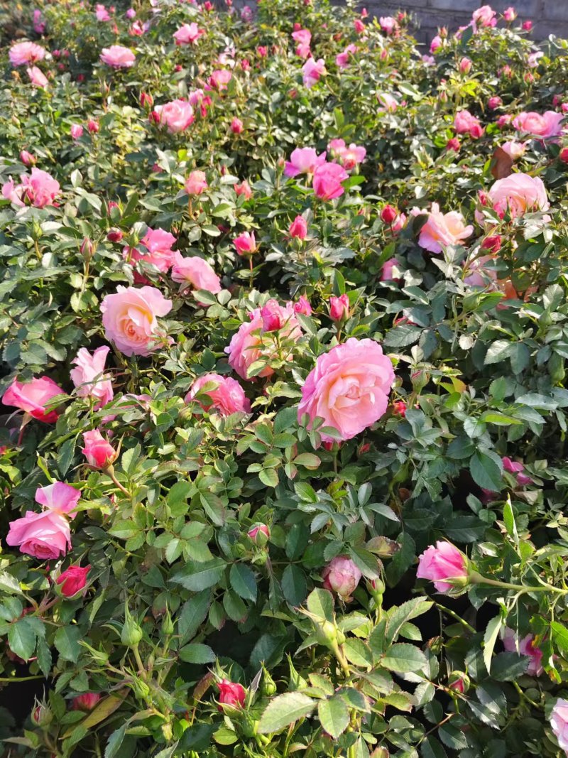 丰花月季，庭院种植