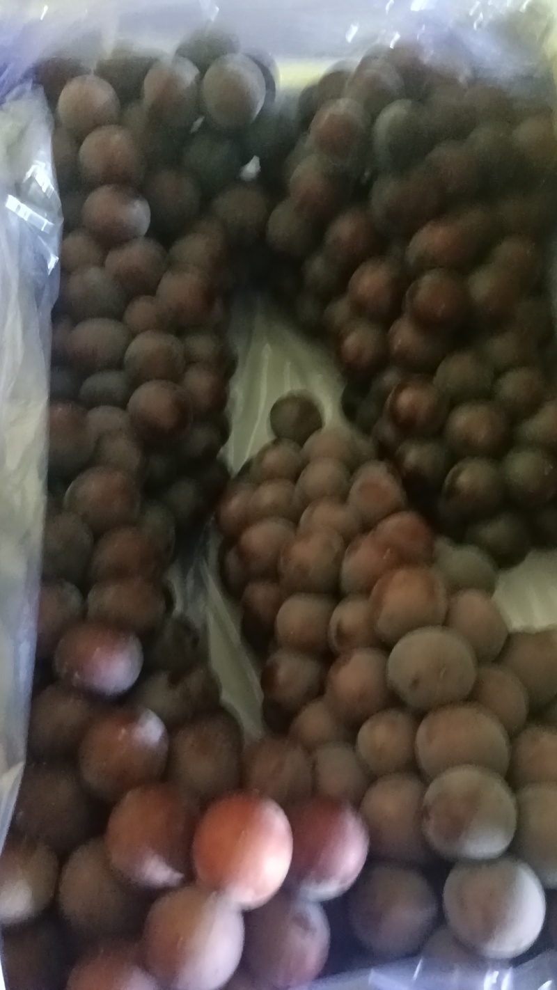 辽宁辽峰葡萄巨峰葡萄大量现货粒大口甜价格合理欢迎来电