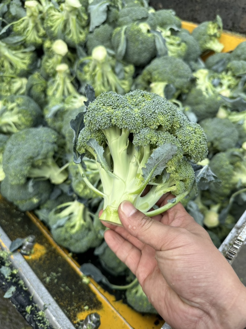 【精品西兰花】湖北基地直供质量保证一手货源对接市场电商