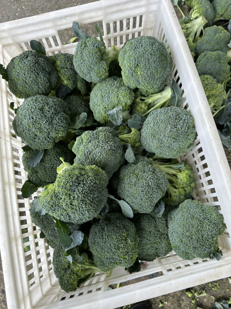 【精品西兰花】湖北基地直供质量保证一手货源对接市场电商