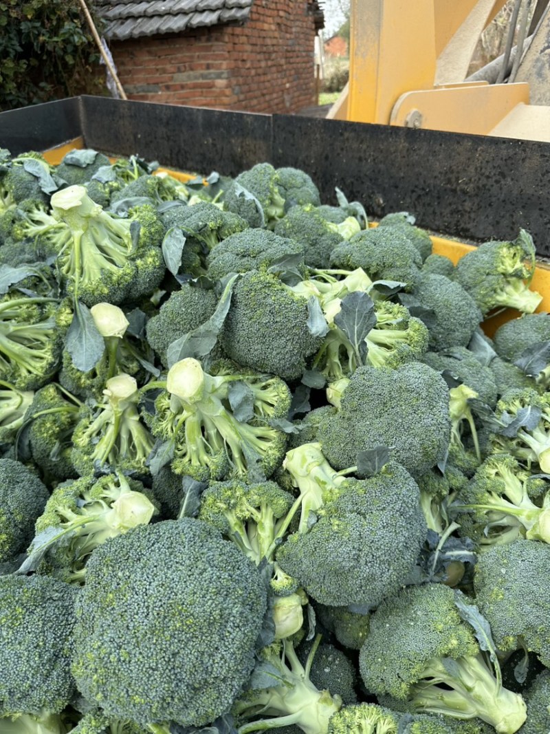【精品西兰花】湖北基地直供质量保证一手货源对接市场电商