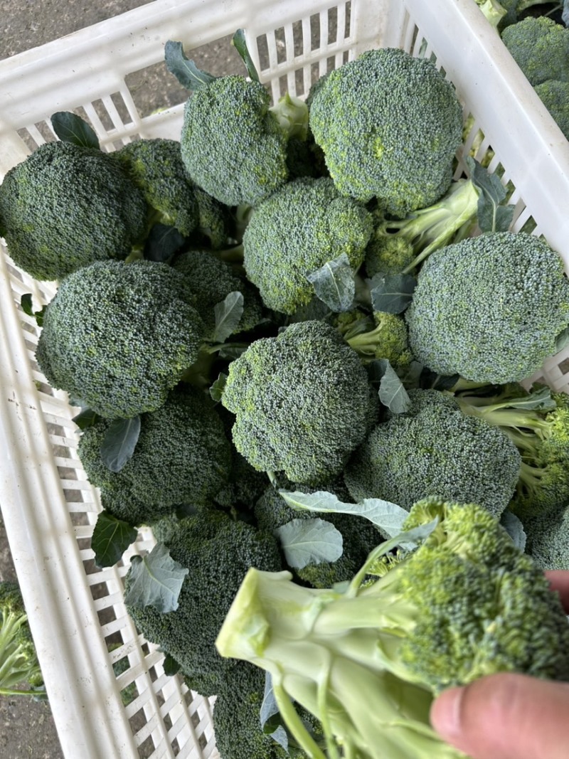 【精品西兰花】湖北基地直供质量保证一手货源对接市场电商
