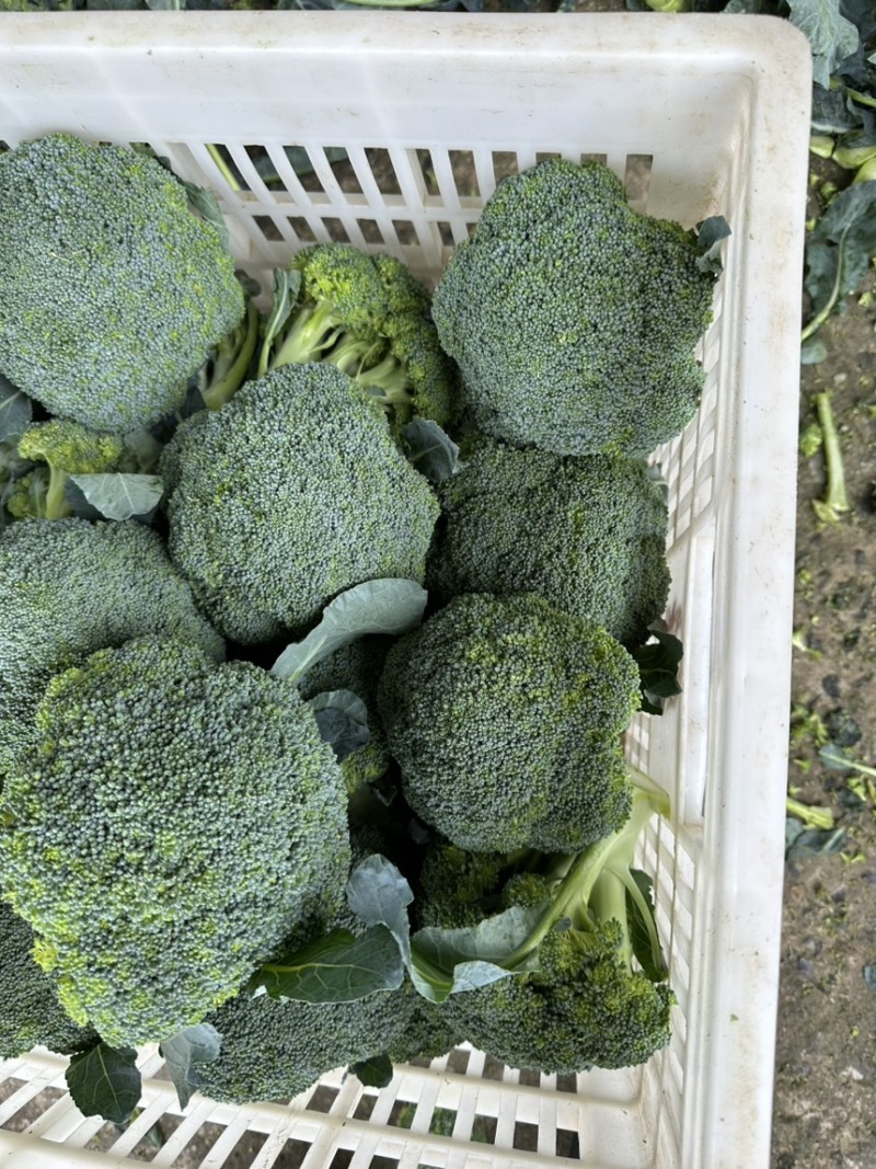 【精品西兰花】湖北基地直供质量保证一手货源对接市场电商
