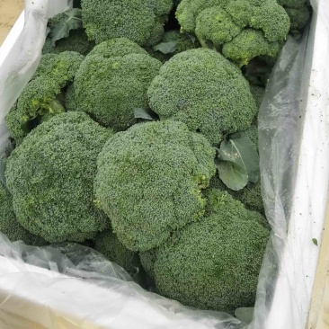 【精品西兰花】湖北基地直供质量保证一手货源对接市场电商