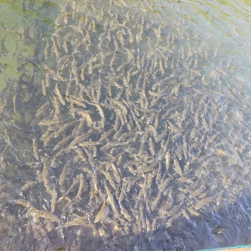 红水河赤眼鳟出售