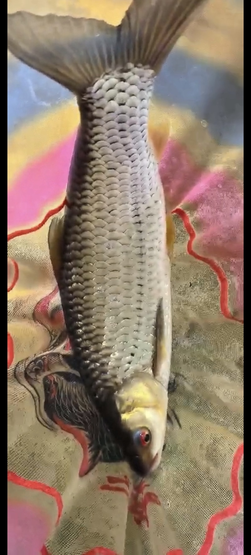 红水河赤眼鳟出售