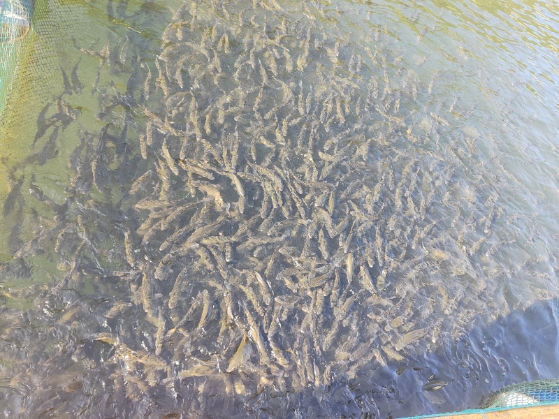 红水河赤眼鳟出售