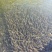 红水河赤眼鳟出售