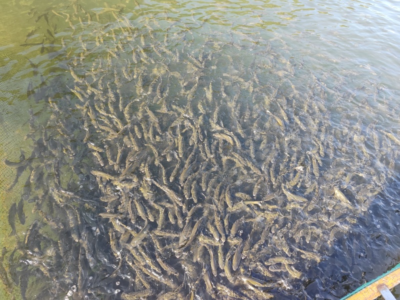 红水河赤眼鳟出售