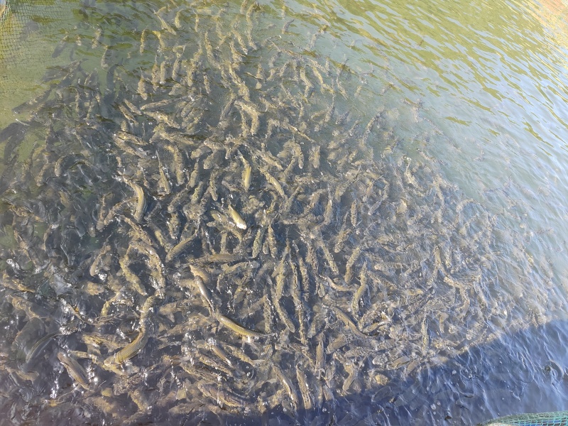 红水河赤眼鳟出售
