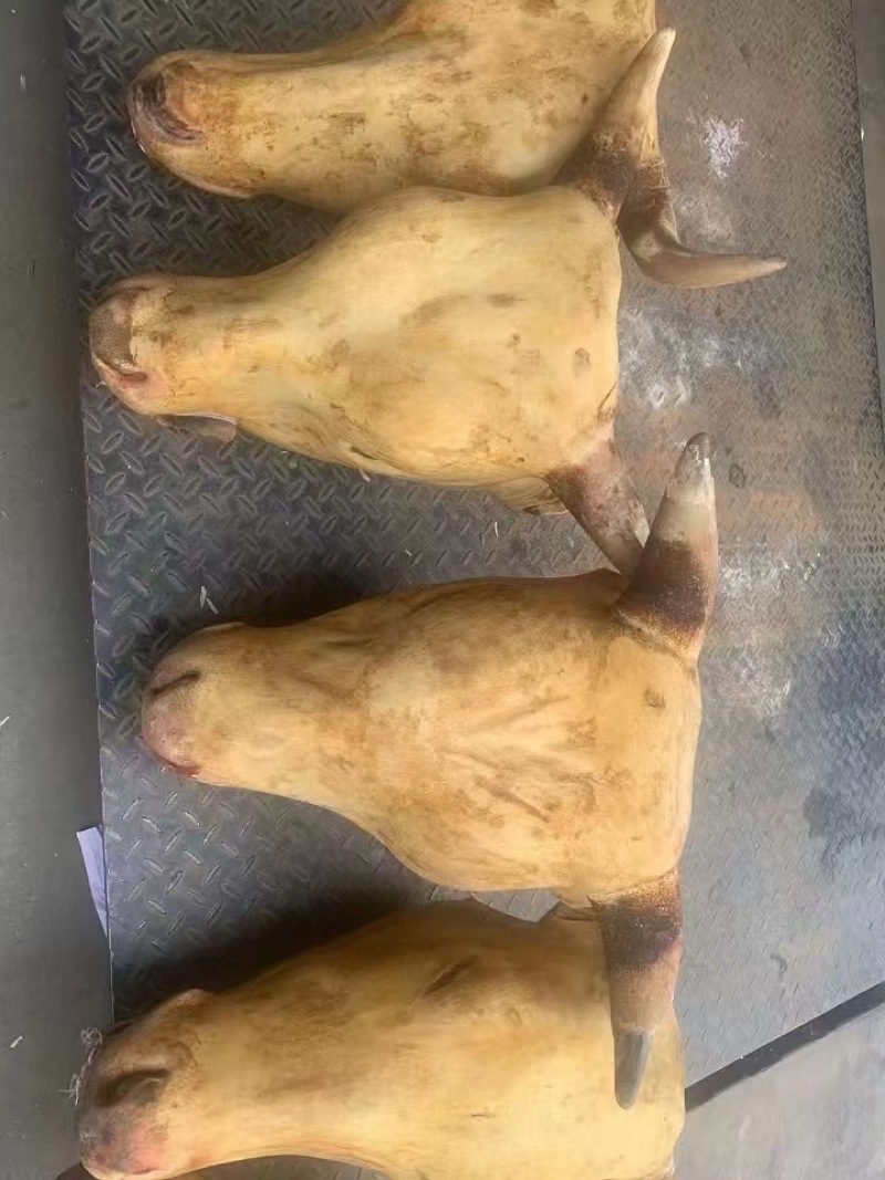 火烧牛头