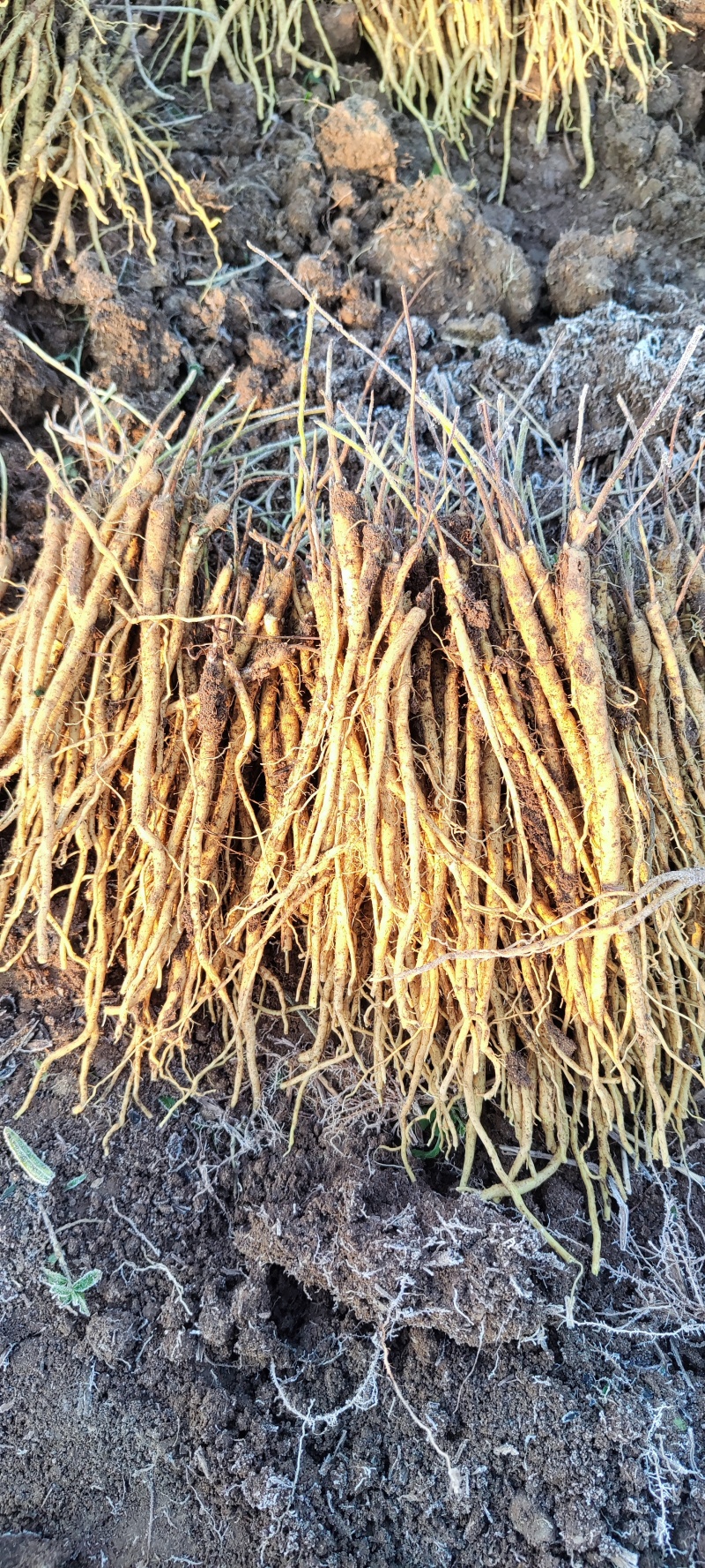 山东黄芩苗
