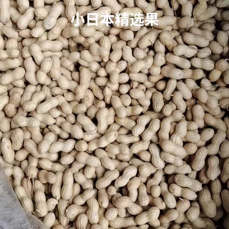 炒熟小日本花生果色选果原味炒熟小珍珠花生