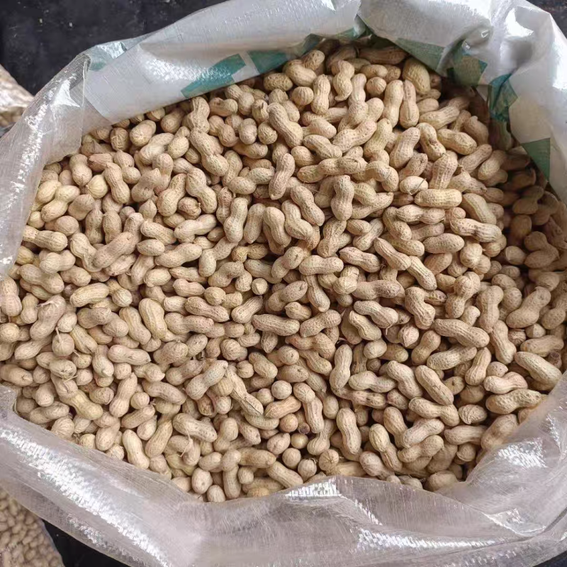 炒熟小日本花生果色选果原味炒熟小珍珠花生