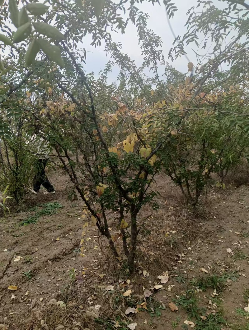 大红袍花椒苗两公分以上基地直发保质保量供货