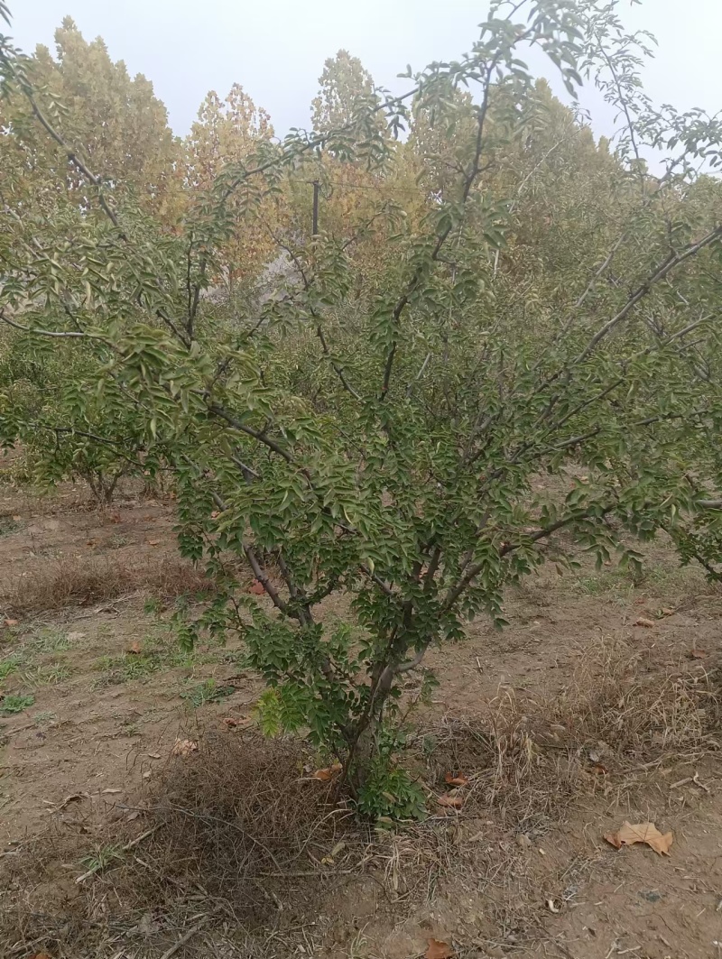 大红袍花椒苗两公分以上基地直发保质保量供货
