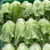 生菜