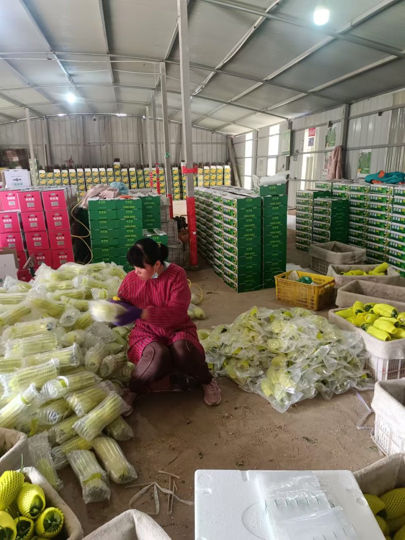 博洋72甜瓜密园十八甜瓜产地量大看棚定货糖度高货多
