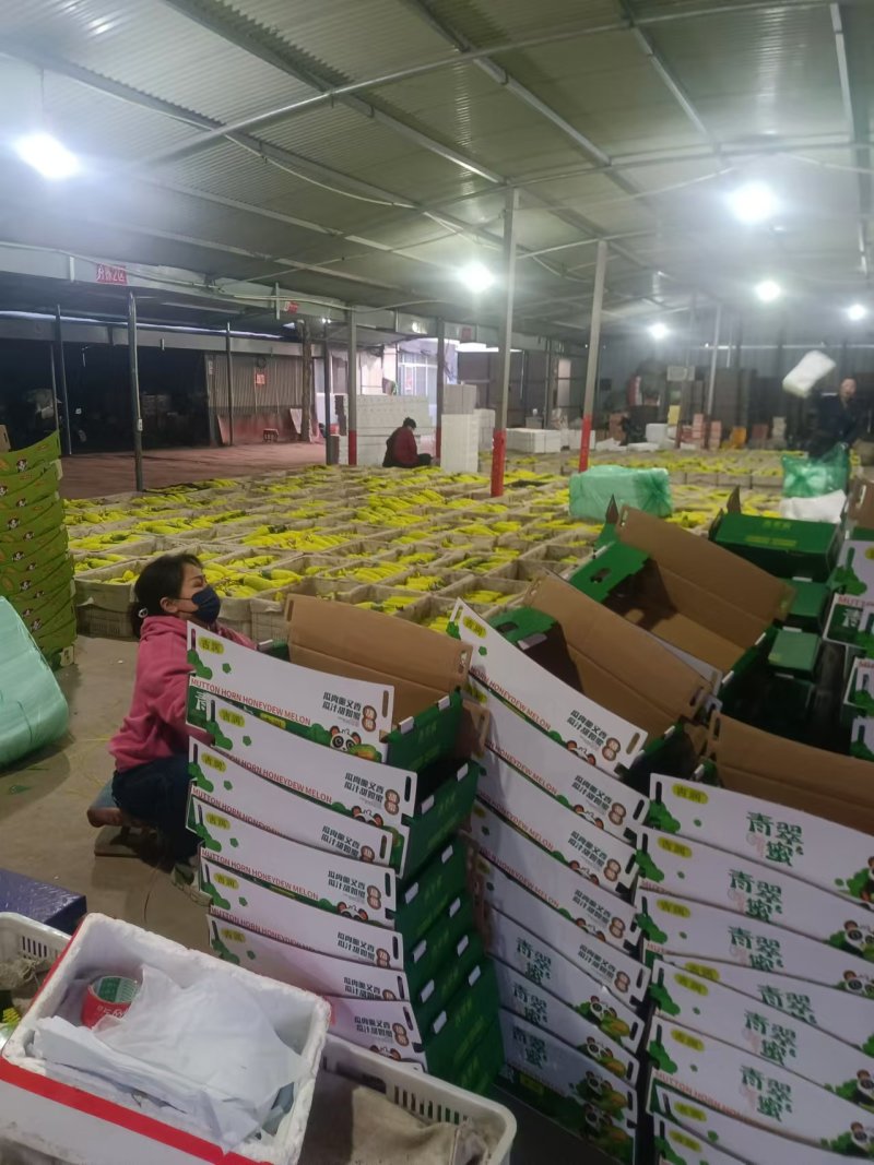 博洋72甜瓜密园十八甜瓜产地量大看棚定货糖度高货多