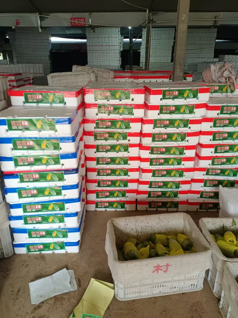 博洋72甜瓜密园十八甜瓜产地量大看棚定货糖度高货多