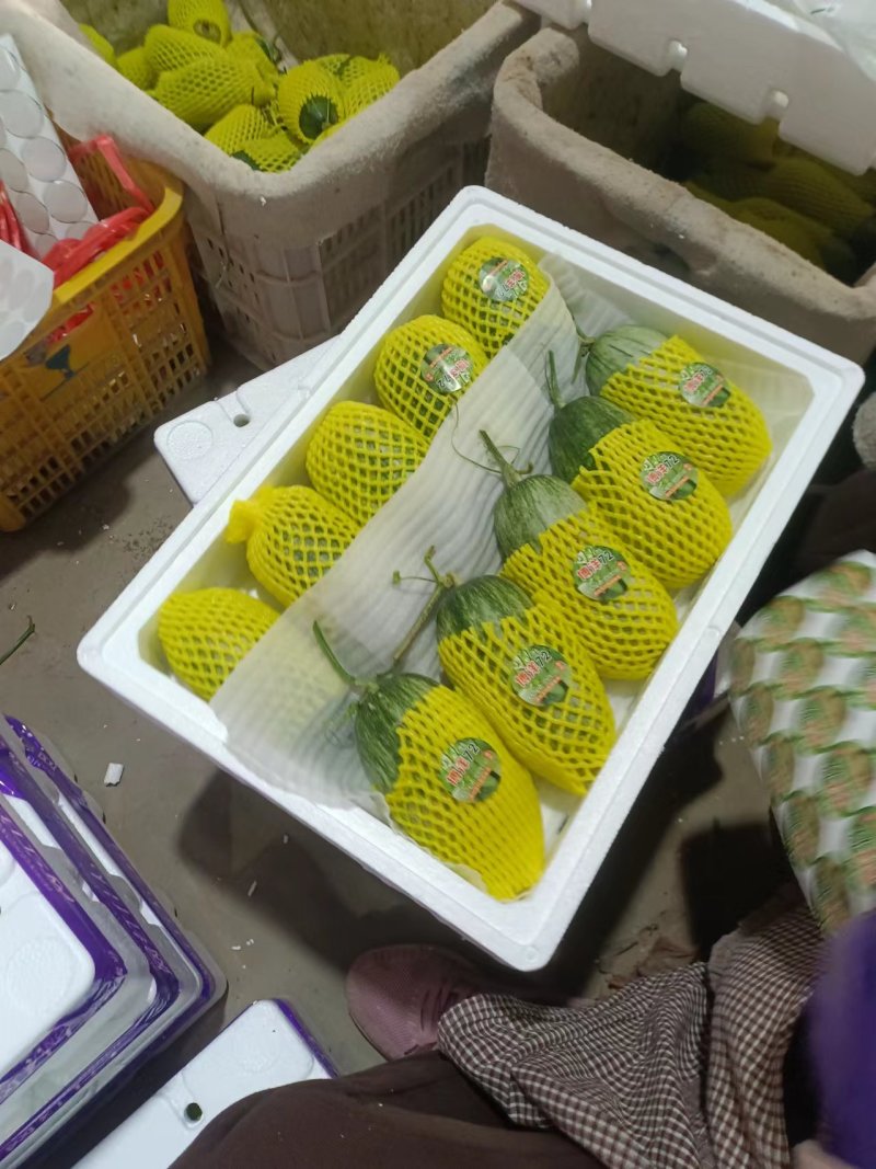 博洋72甜瓜密园十八甜瓜产地量大看棚定货糖度高货多