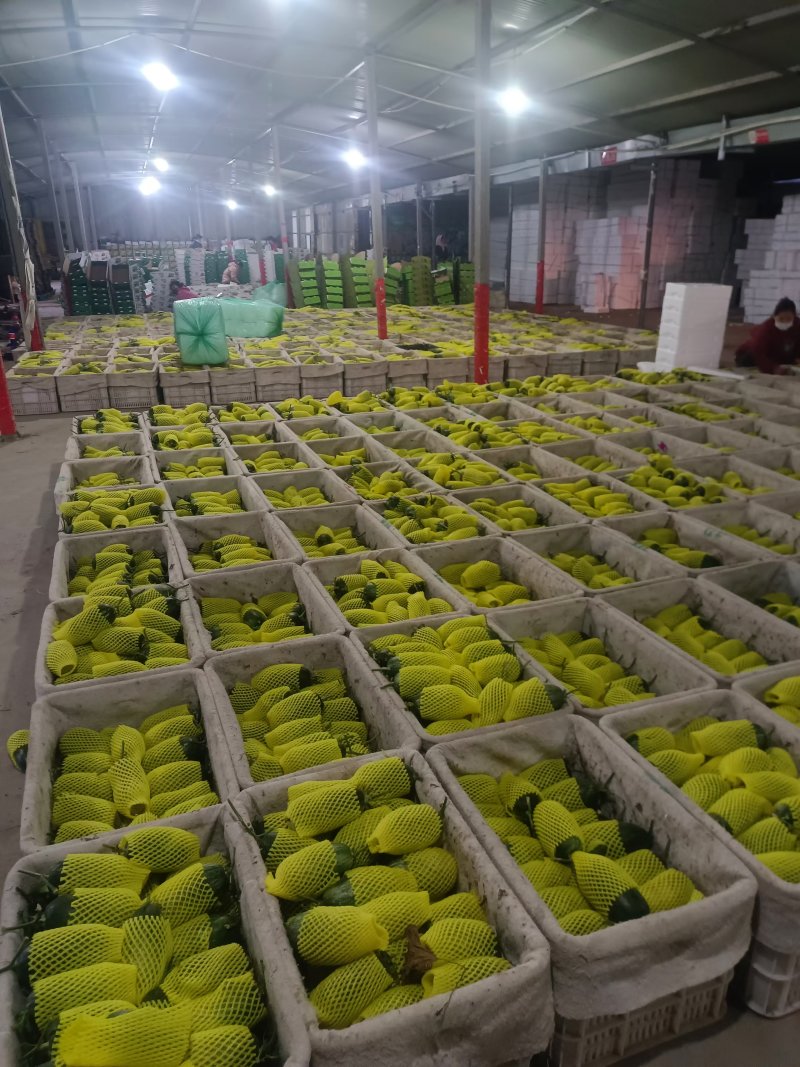 博洋72甜瓜密园十八甜瓜产地量大看棚定货糖度高货多