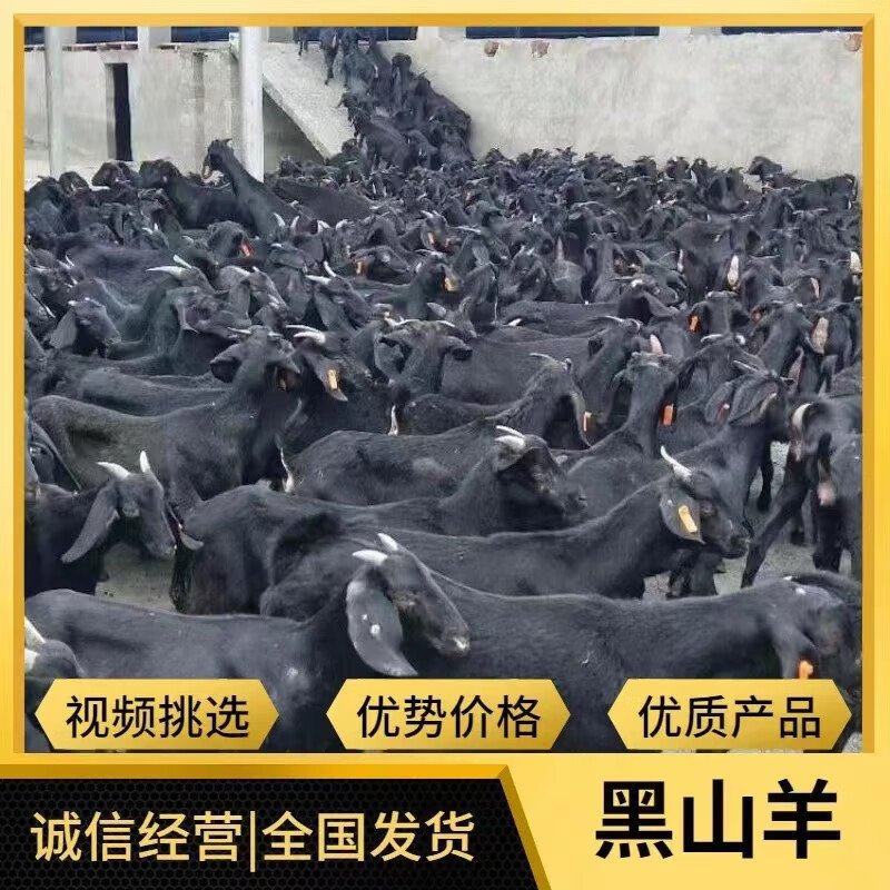 黑山羊支持线上交易公母均有多胎多产确保纯种努比亚