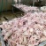 4-9两纯干乳鸽规格齐全量大从优全国发货